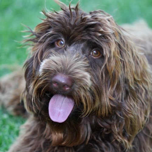 goanna hills labradoodles