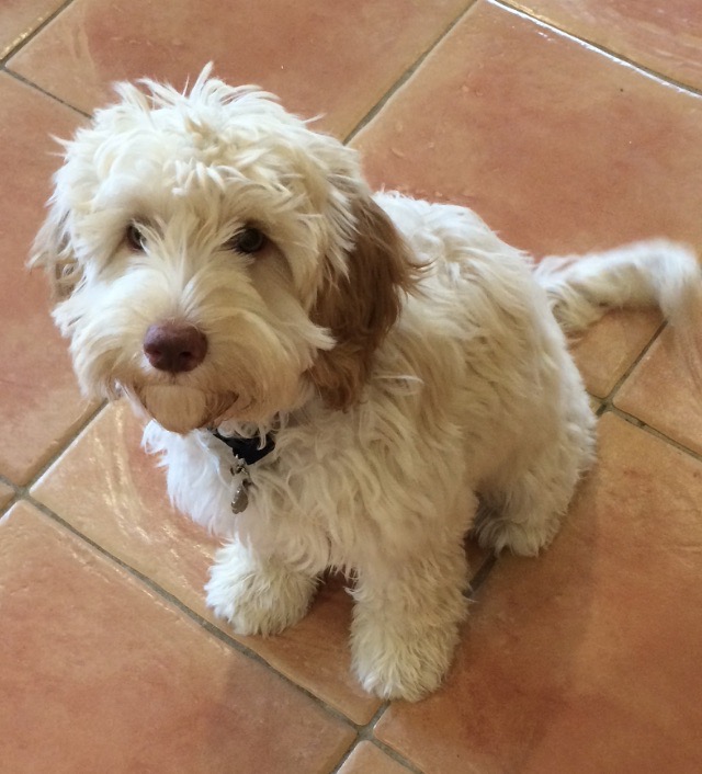 Sands store australian labradoodles